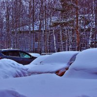 Зимуют под снежной шубой! :: Владимир 
