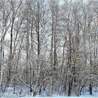 Зима. :: Михаил Столяров