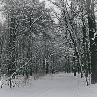 Сонный зимний лес. :: Татьяна Помогалова