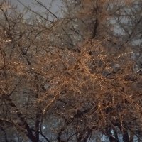 ледяной дождь :: Елена Шаламова
