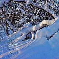 Январь...Весна света в тайге! :: Владимир 