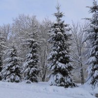 Зимушка-зима :: Рита Симонова