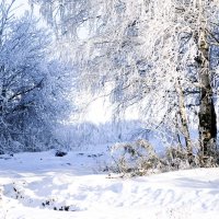 Белое полотно зимы :: Людмила Павловна Крышковец