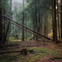 В осеннем лесу :: Валерий Вождаев