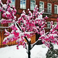 Сакура в снегу.... :: Vladimir Semenchukov