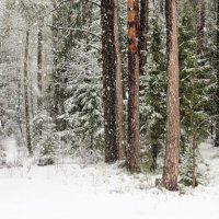 В зимнем лесу :: Ирина Олехнович