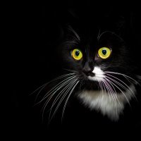 Черный кот :: Владимир Лазарев