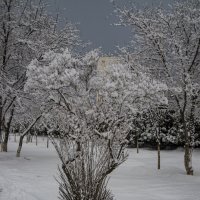 Деревце в снегу :: Анатолий Чикчирный