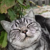 Радостный кот :: Дмитрий Сычевский
