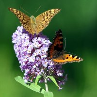 Красивые Бабочки на цветах. :: "The Natural World" Александер