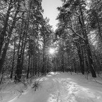 Зимнее солнце в чёрно-белом лесу :: Александр Синдерёв