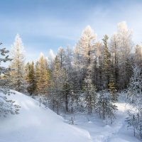 В зимнем лесу :: Vladimbormotov 