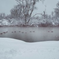 Январская Кубань. :: Анатолий Щербак