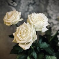 Розы в мой день…) :: Любовь 