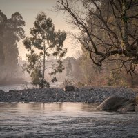 Trees In Chakvistskali River :: Fuseboy 