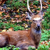 Благородный Oлень :: "The Natural World" Александер