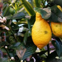 Зацветающий лимон с плодами в феврале 2024г. :: Aida10 