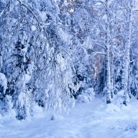 В морозном лесу :: Сергей Курников