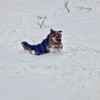 По глубокому снегу! :: Елена Хайдукова  ( Elena Fly )