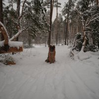 Утро. Зимний лес. Собака. :: Archer 