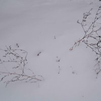 Двое на снегу :: Елена Семигина