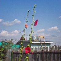 Цветы Мальва на даче :: SafronovIV Сафронов