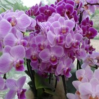 Орхидеи :: svk *