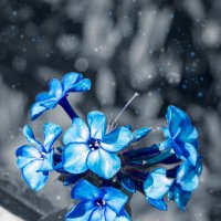 Сказочные цветы :: Николай Чекалин