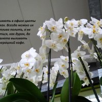 Снова орхидеи :: svk *