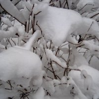 Снег :: Елена Семигина