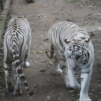 Белые тигры :: Павел Fotoflash911 Никулочкин