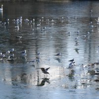 Чайки на льду :: Рита Симонова