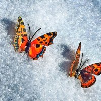Бабочки на снегу :: veilins veilins