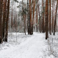 О красоте зимнего леса. :: Милешкин Владимир Алексеевич 