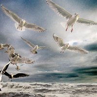 Волнуется море - волнуются чайки. :: Сергей Романов