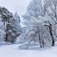 Замерзшие деревья :: Валерий Вождаев