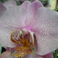 Орхидея :: Алёна Савина