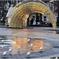 Чайки в городе. :: Валерия Комова