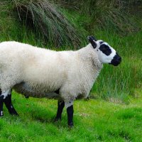 Ирландская овечка :: Ольга 