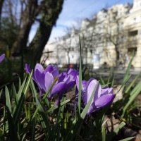 Весна в городе Аугсбург... :: Galina Dzubina