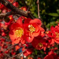 Японская айва цветёт... :: Николай Гирш