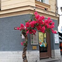 По улочкам Таллина :: veera v