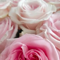 Розы для подруг на ФотоКто :: Татьяна Лютаева