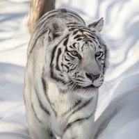 бенгальская тигрица :: аркадий 