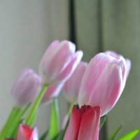 Нежные Тюльпаны :: Наталья И