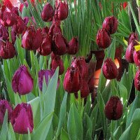 самые красивые весенние цветы-тюльпаны.. :: galalog galalog