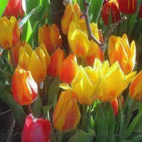 ..самые красивые весенние цветы-тюльпаны.. :: galalog galalog