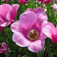 Нежные тюльпаны :: Лидия Бусурина
