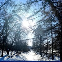 Зимний солнечный денёк :: Наталия Смирнова 