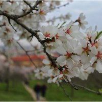 когда сады цветут :: Светлана Баталий